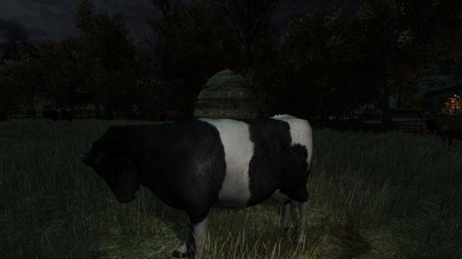 The Cows Are Watching 